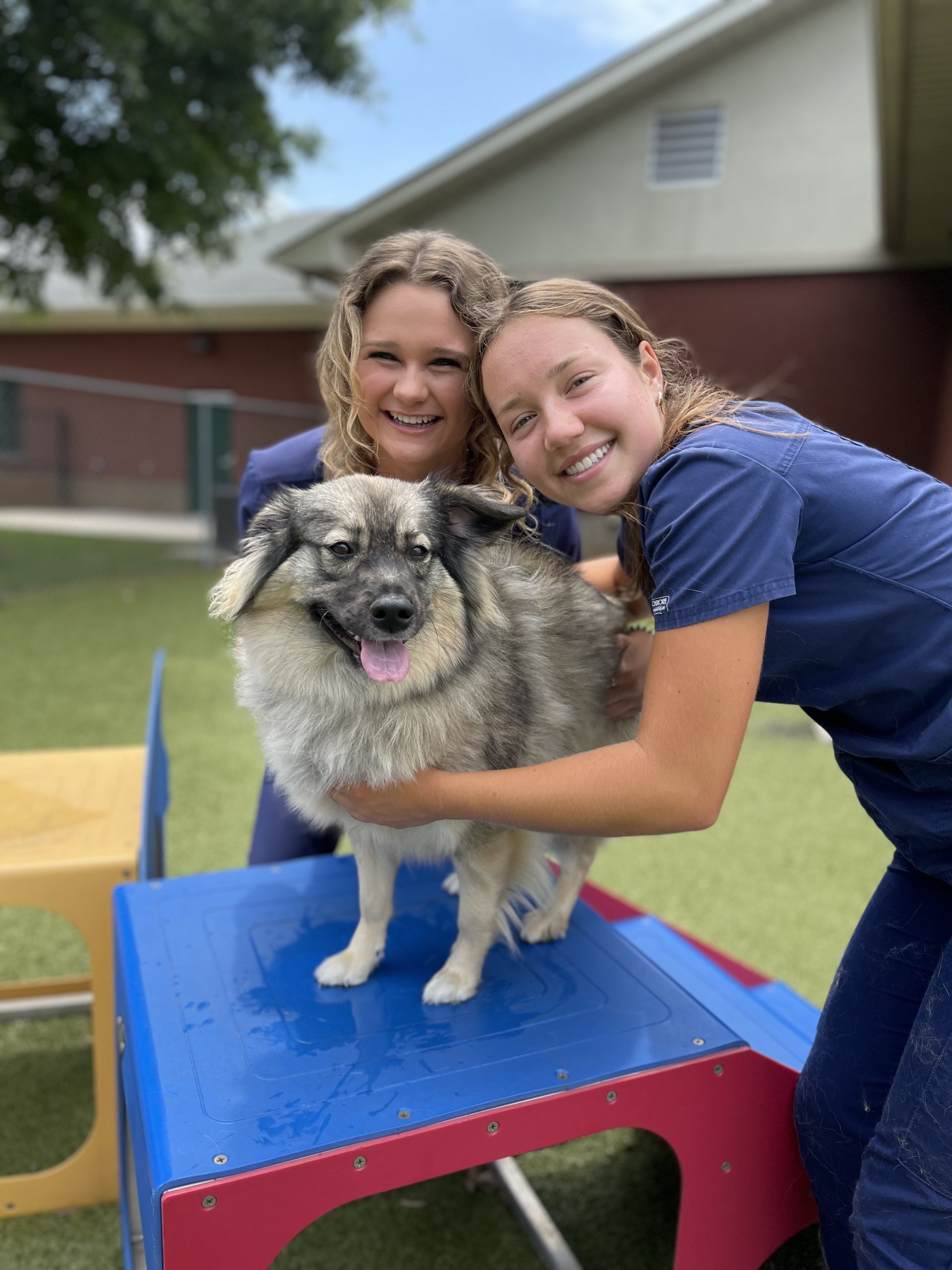 Veterinarian Madison Alabama 35758 Veterinary Services Madison, AL